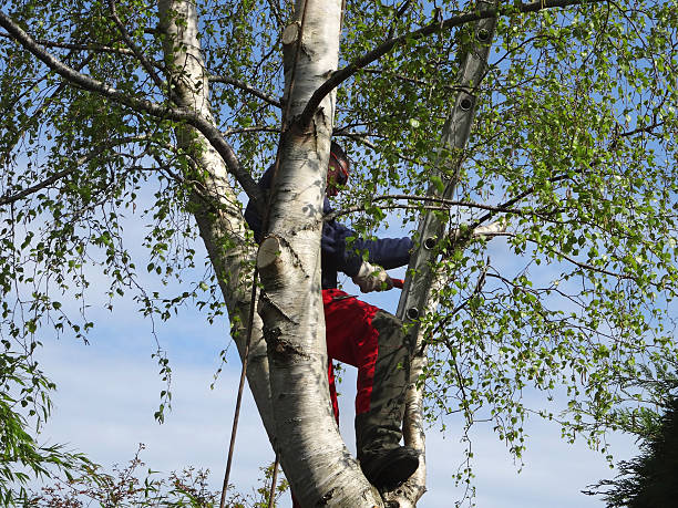 Trusted Napili Honokowai, HI Tree Services Experts